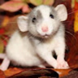 Meet your Posher, Mia